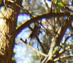 Baeolophus inornatus