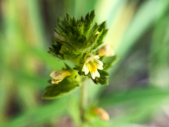 Euphrasia subarctica