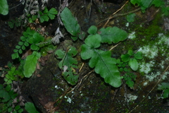 Tectaria zeilanica