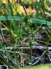 Euphrasia subarctica