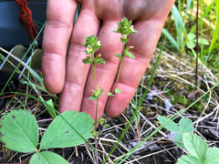 Euphrasia subarctica