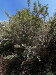 Citharexylum dentatum