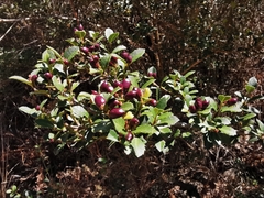 Citharexylum dentatum