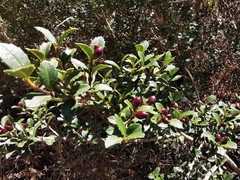 Citharexylum dentatum