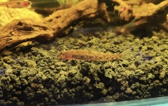 Kottelatlimia pristes