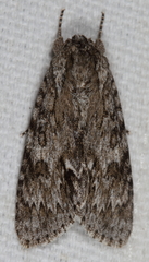 Acronicta longa