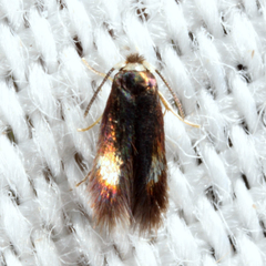 Stigmella multispicata