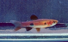 Rasbora kalochroma
