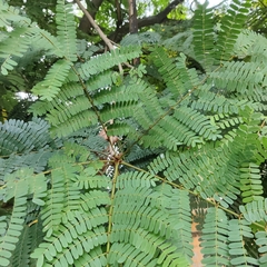 Peltophorum