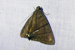 Eulepidotis carcistola