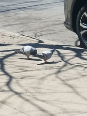 Columba livia domestica