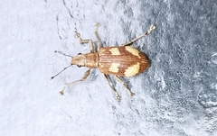 Mimographus