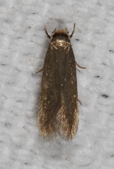 Phaeoses sabinella