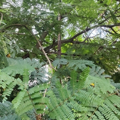 Peltophorum