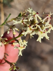Glandularia flava