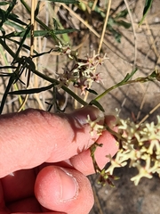 Glandularia flava