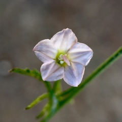 Convolvulus wimmerensis