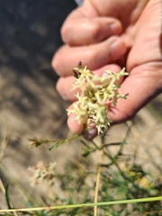 Glandularia flava