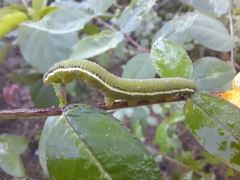 Catopsilia pyranthe