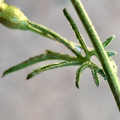 Convolvulus wimmerensis