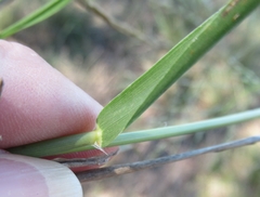 Eragrostis curtipedicellata