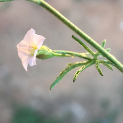 Convolvulus wimmerensis