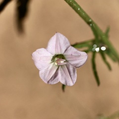 Convolvulus wimmerensis