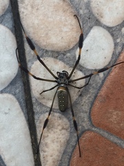 Trichonephila clavipes