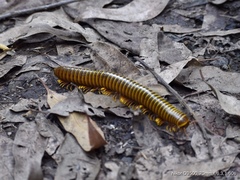 Trichonephila clavipes