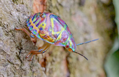 Solenosthedium chinense