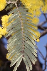 Acacia dealbata subalpina