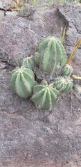 Echinocereus subinermis subinermis