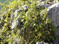 Maurandya antirrhiniflora