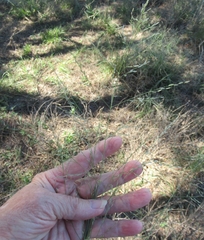 Eragrostis curtipedicellata