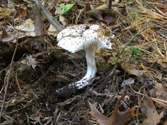 Tricholoma columbetta
