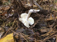 Tricholoma columbetta