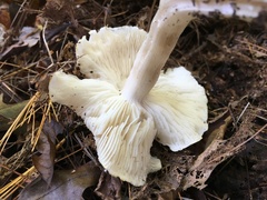 Tricholoma columbetta