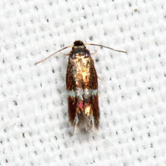 Stigmella quercipulchella