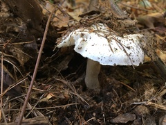 Tricholoma columbetta