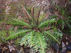 Blechnum nudum