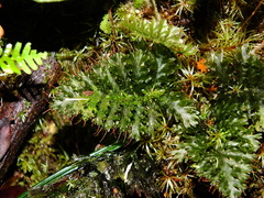 Trichomanes arbuscula