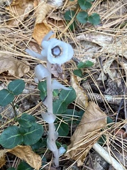 Monotropa