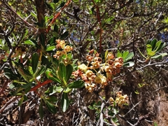 Escallonia resinosa