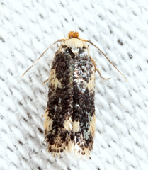 Acalyptris thoracealbella