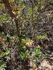Escallonia resinosa