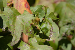 Phyllocnistis liquidambarisella