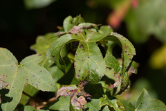 Phyllocnistis liquidambarisella