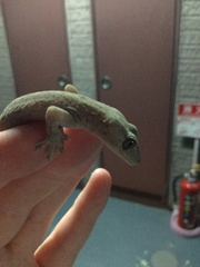 Gekko japonicus
