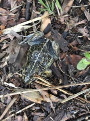 Limnodynastes dumerilii insularis