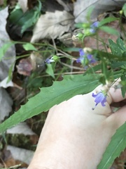 Campanula divaricata